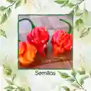 10 Semillas Orgánicas De Ají Escorpión