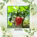 10 Semillas Orgánicas De Ají Escorpión