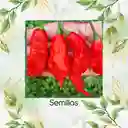 20 Semillas Orgánicas De Ají Escorpión