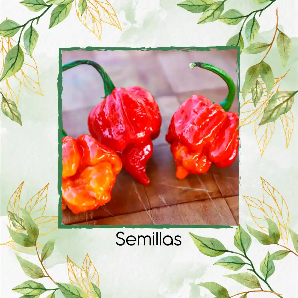 40 Semillas Orgánicas De Ají Escorpión
