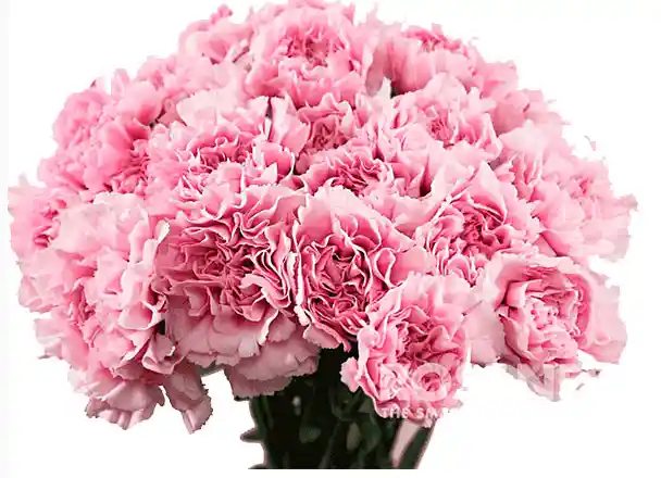 Ramo Flores Claveles Rosados