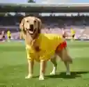 Camiseta Para Perros Colombia Talla M ( Razas Guia Pomerania )