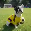 Camiseta Para Perros Colombia Talla Xs ( Razas Guia Pinscher Miniatura )