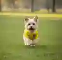 Camiseta Para Perros Colombia Talla Xs ( Razas Guia Pinscher Miniatura )