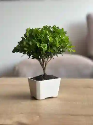 Buxxus Mini