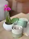 Orquídea Miniatura + Vela Amatista