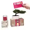 Kit Amor Y Amistad Cartas De Amor