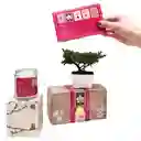 Kit Amor Y Amistad Las Formas Del Amor