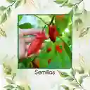 20 Semillas Orgánicas De Ají Ghost