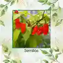 20 Semillas Orgánicas De Ají Ghost