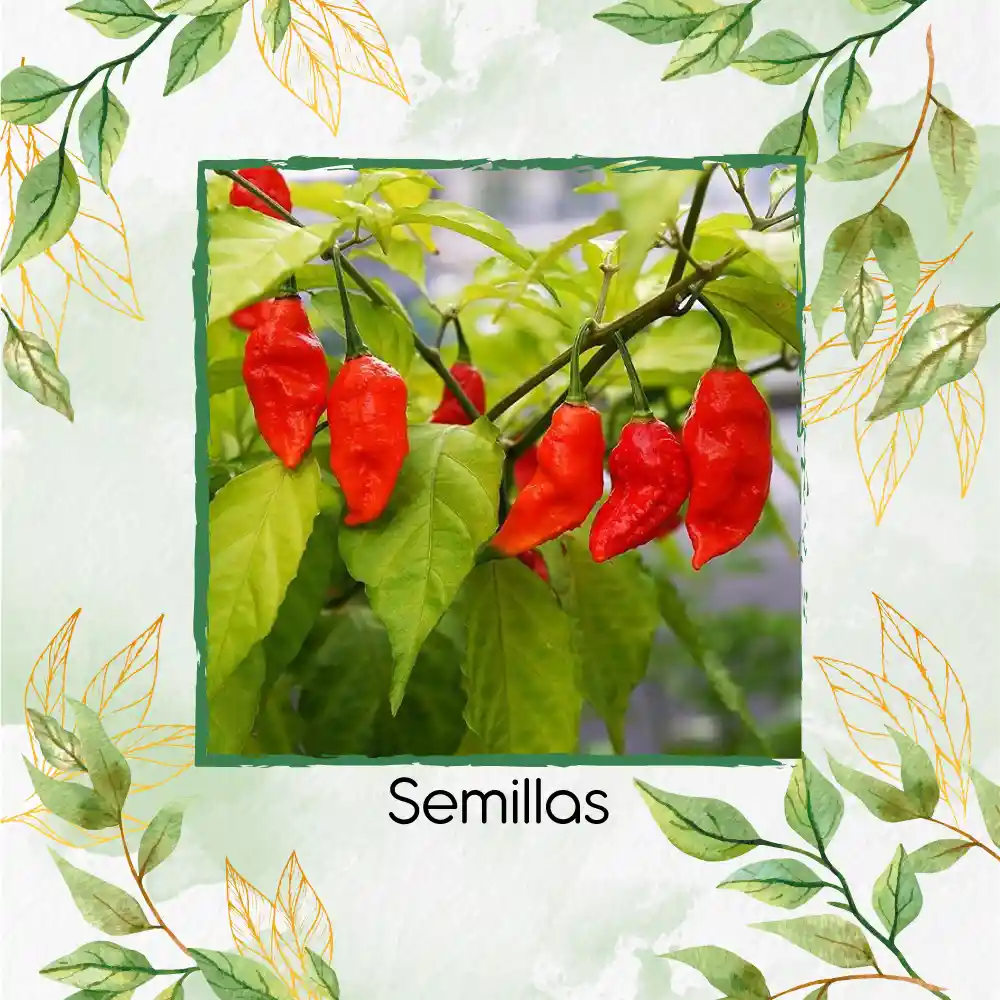 20 Semillas Orgánicas De Ají Ghost