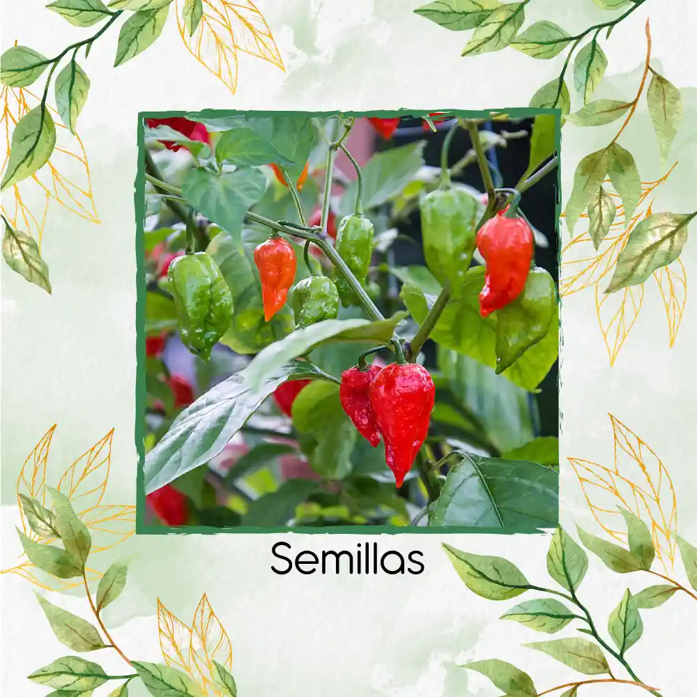 40 Semillas Orgánicas De Ají Ghost