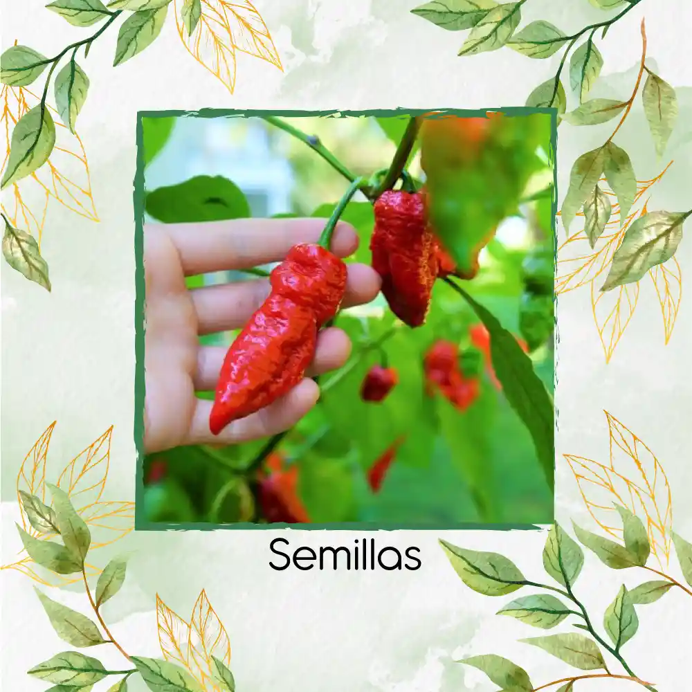 40 Semillas Orgánicas De Ají Ghost