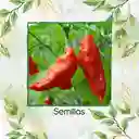 400 Semillas Orgánicas De Ají Ghost