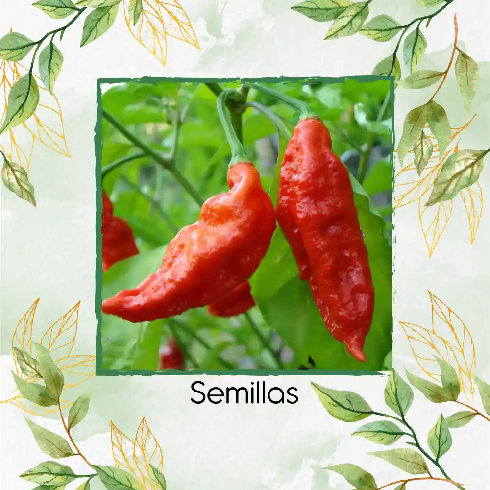 400 Semillas Orgánicas De Ají Ghost