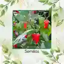 400 Semillas Orgánicas De Ají Ghost