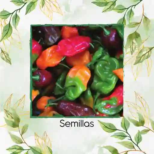 10 Semillas Orgánicas De Ají Habanero Colores