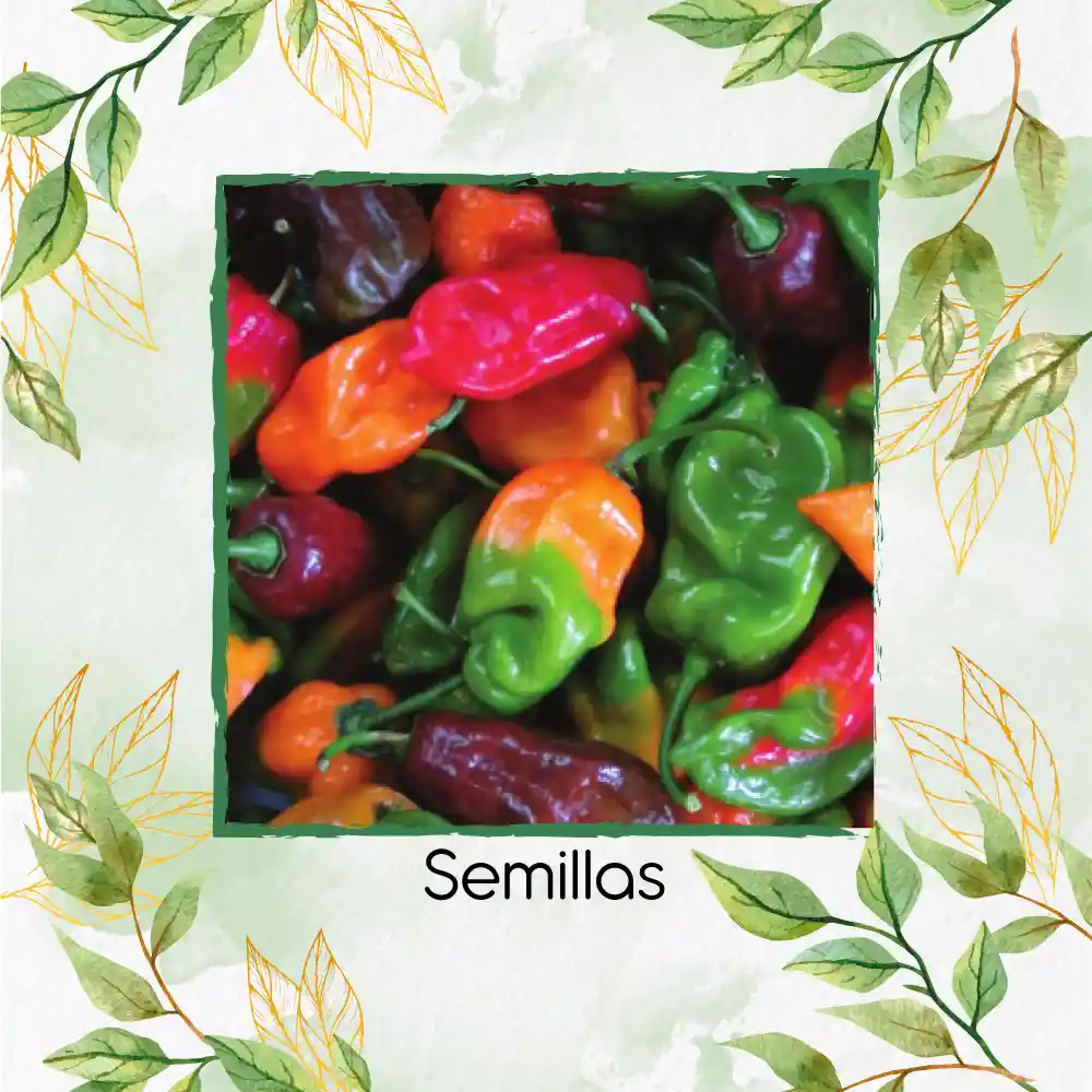 20 Semillas Orgánicas De Ají Habanero Colores