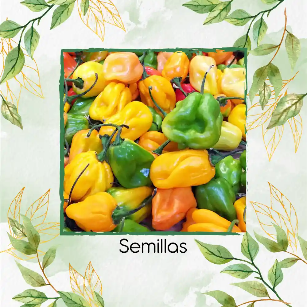 40 Semillas Orgánicas De Ají Habanero Colores