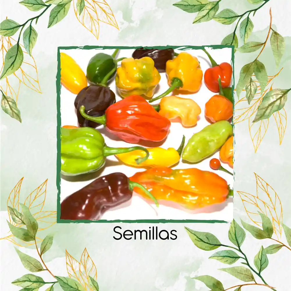 100 Semillas Orgánicas De Ají Habanero Colores