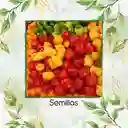 100 Semillas Orgánicas De Ají Habanero Colores