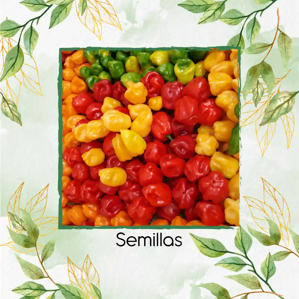 400 Semillas Orgánicas De Ají Habanero Colores