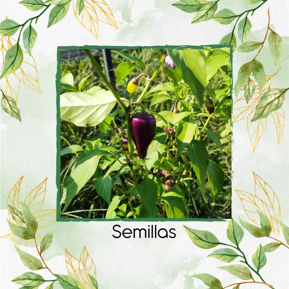 5 Semillas Orgánicas De Ají Habanero Morado