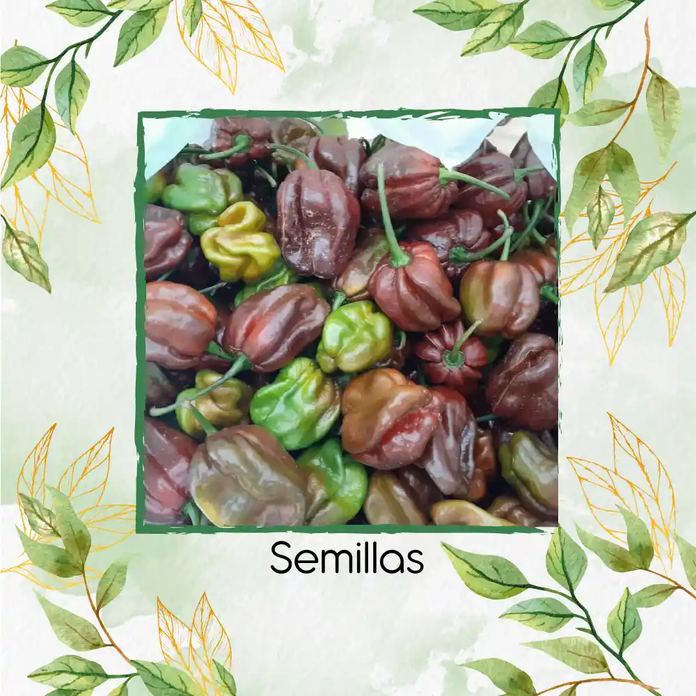 5 Semillas Orgánicas De Ají Habanero Morado