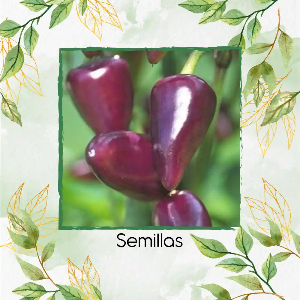 10 Semillas Orgánicas De Ají Habanero Morado