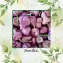 10 Semillas Orgánicas De Ají Habanero Morado