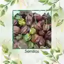 40 Semillas Orgánicas De Ají Habanero Morado