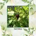 40 Semillas Orgánicas De Ají Habanero Morado