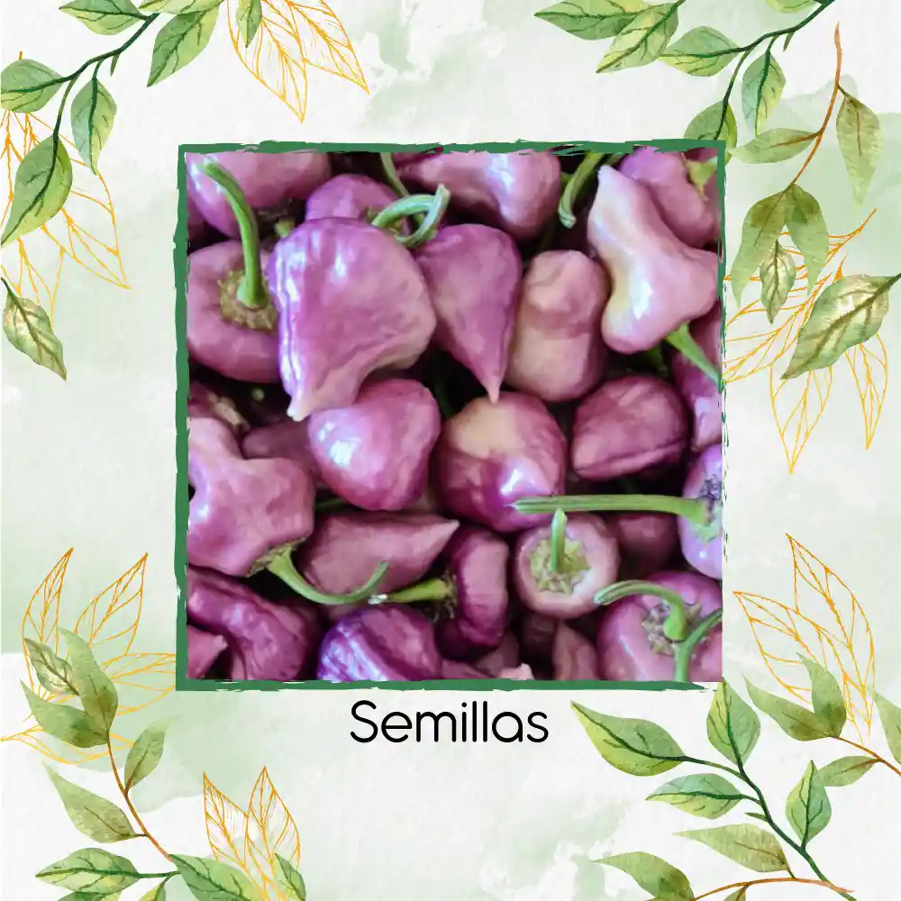 40 Semillas Orgánicas De Ají Habanero Morado