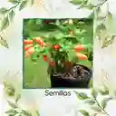 800 Semillas Orgánicas De Ají Habanero Naranja
