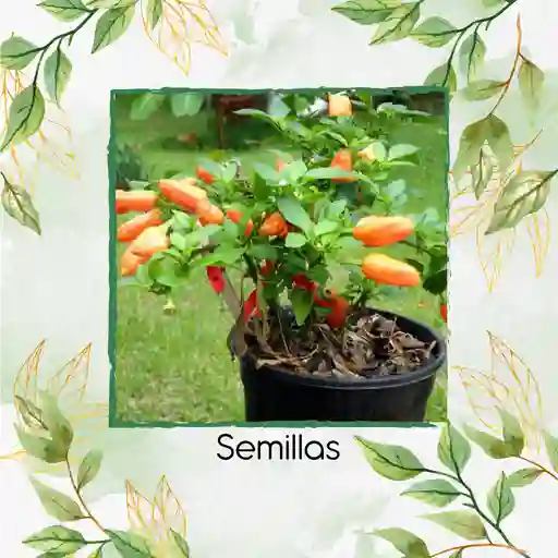 800 Semillas Orgánicas De Ají Habanero Naranja