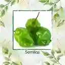 10 Semillas Orgánicas De Ají Habanero Verde