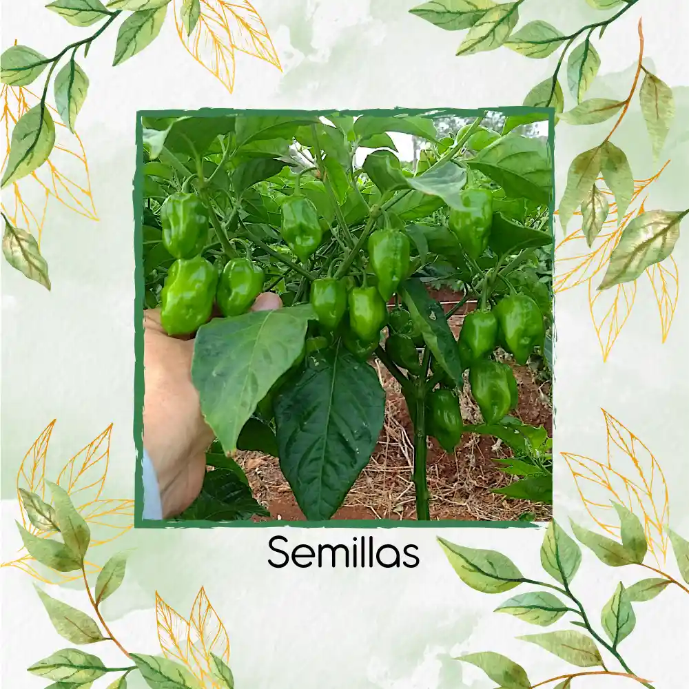20 Semillas Orgánicas De Ají Habanero Verde
