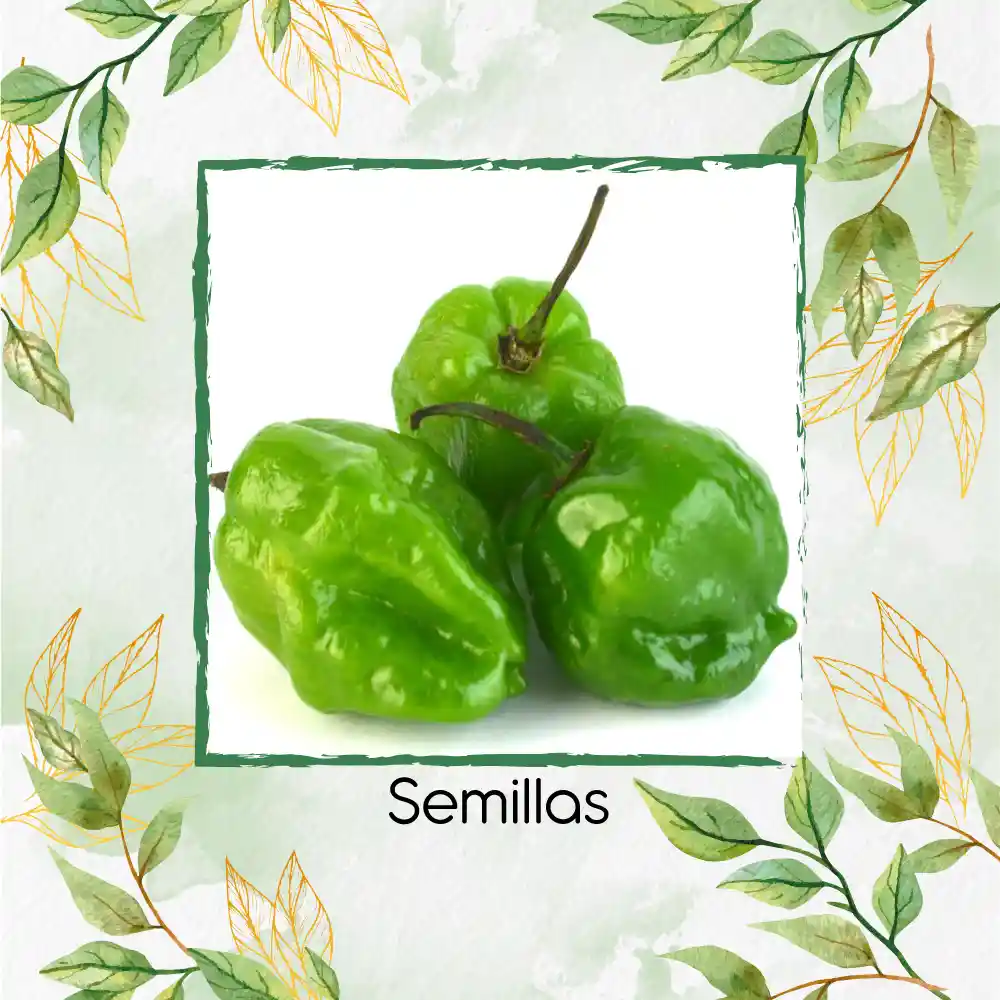 20 Semillas Orgánicas De Ají Habanero Verde