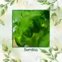 200 Semillas Orgánicas De Ají Habanero Verde