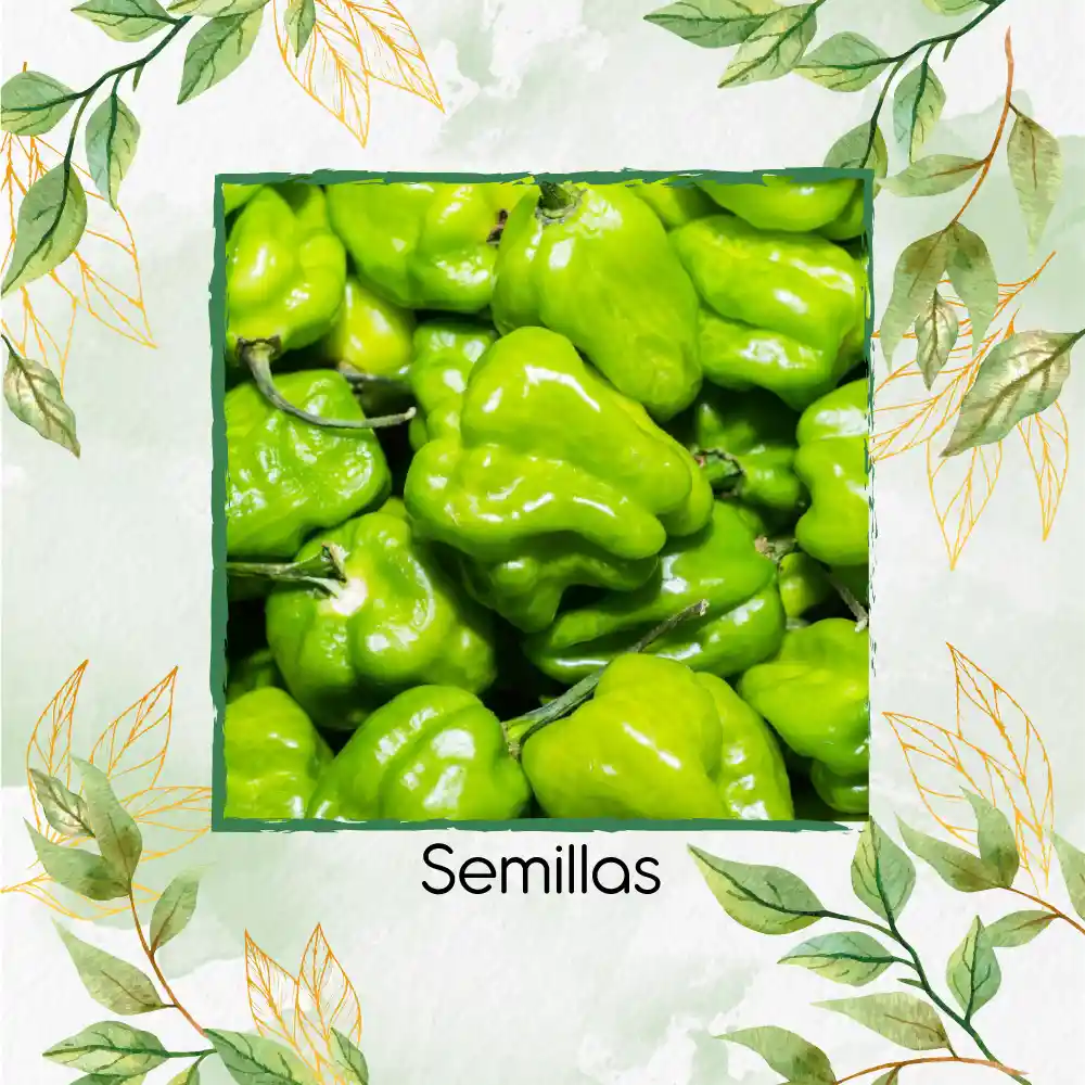 200 Semillas Orgánicas De Ají Habanero Verde