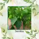 200 Semillas Orgánicas De Ají Habanero Verde