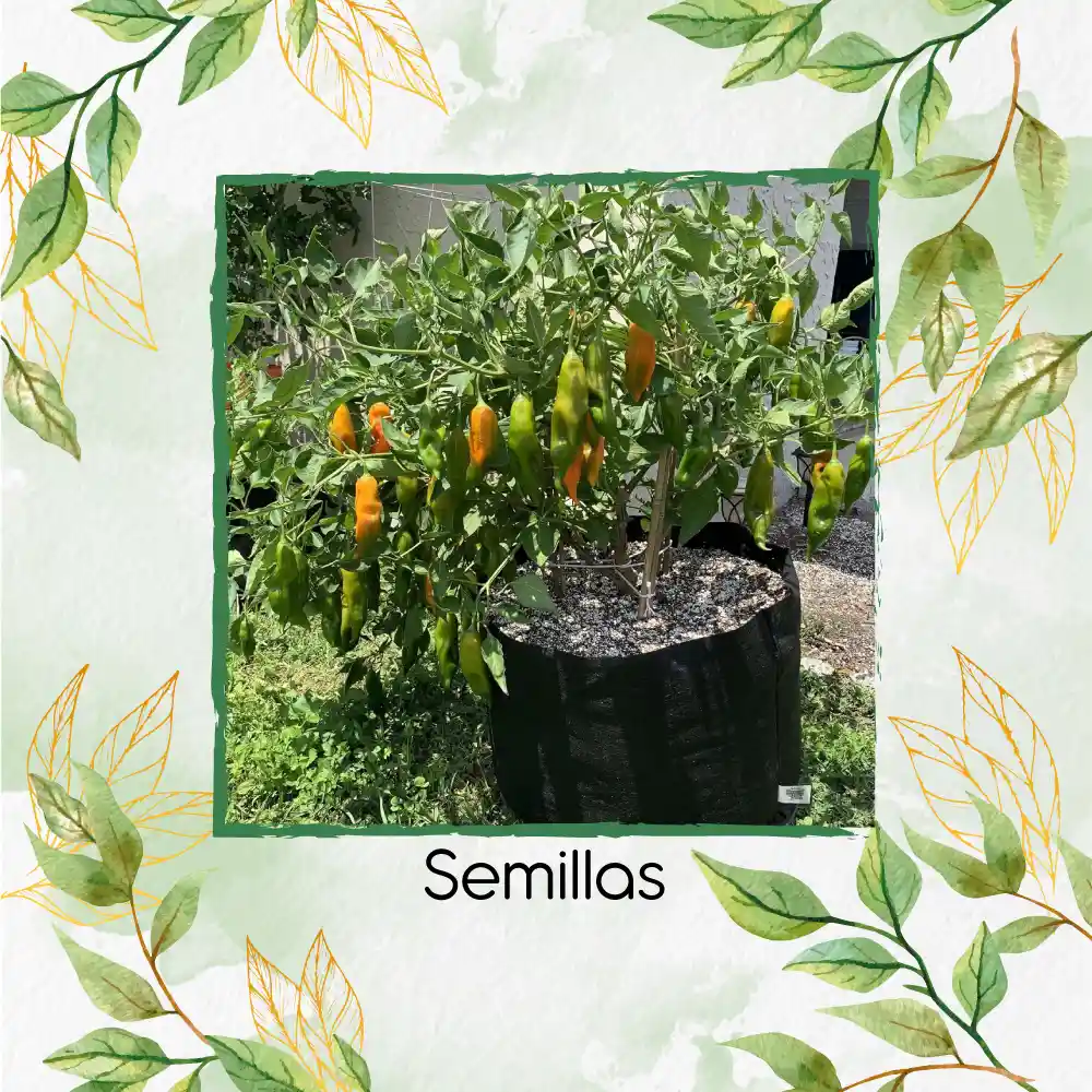 100 Semillas Orgánicas De Ají Peruano