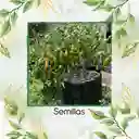 200 Semillas Orgánicas De Ají Peruano