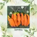 200 Semillas Orgánicas De Ají Peruano