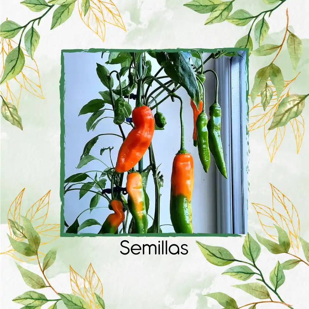 200 Semillas Orgánicas De Ají Peruano