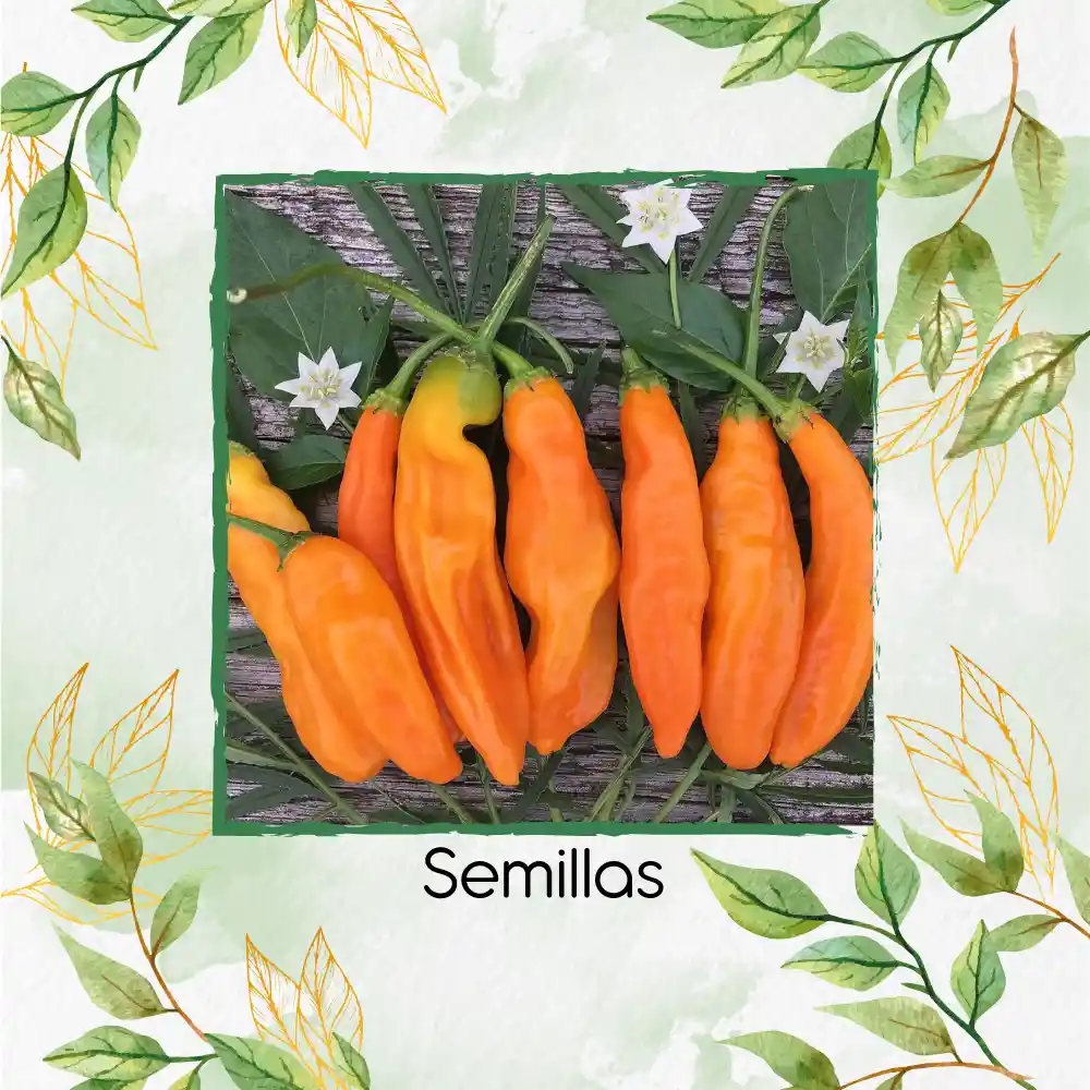 400 Semillas Orgánicas De Ají Peruano