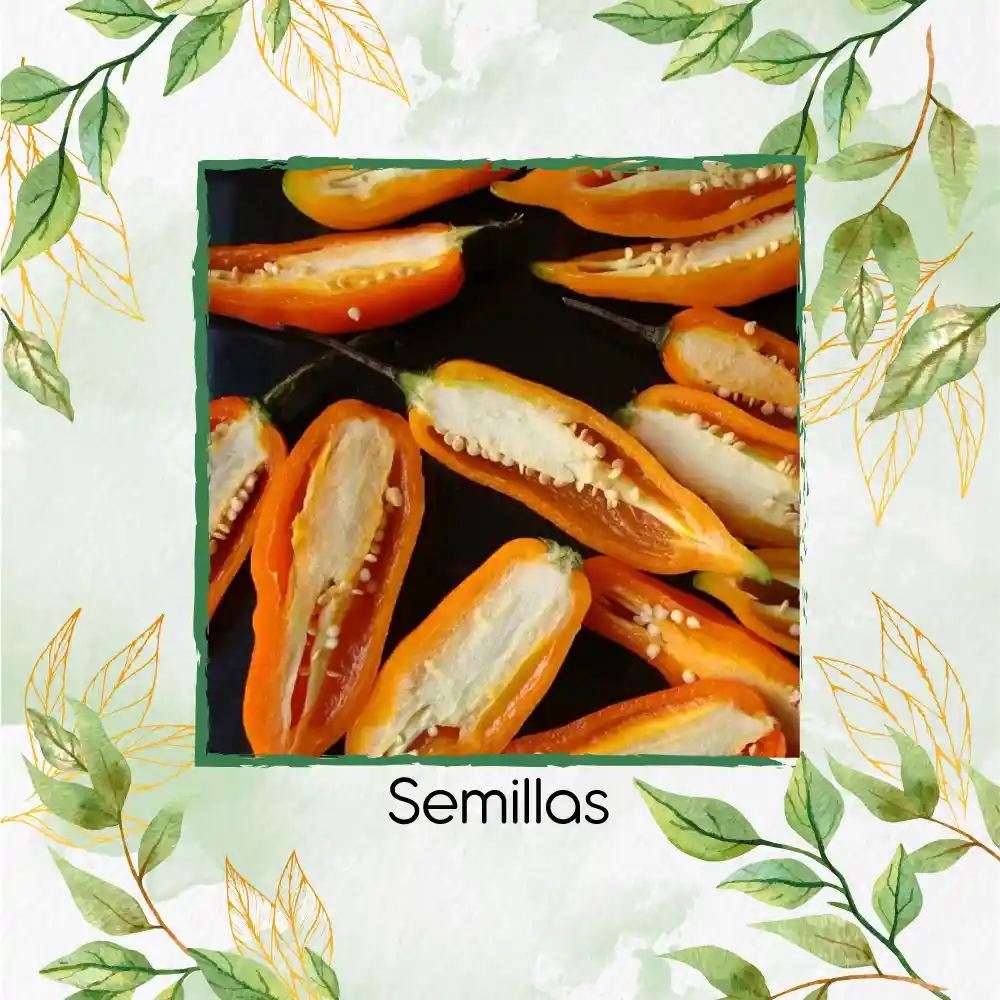 400 Semillas Orgánicas De Ají Peruano