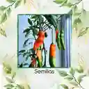 400 Semillas Orgánicas De Ají Peruano