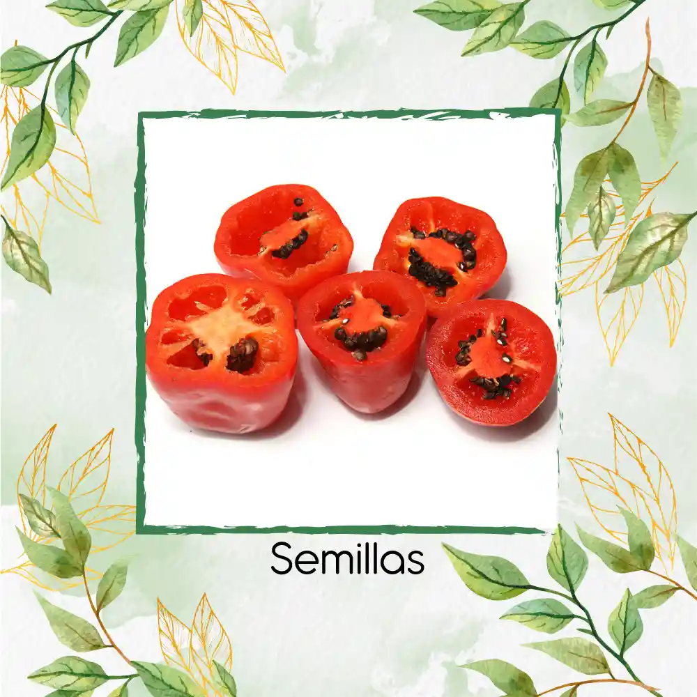 10 Semillas Orgánicas De Ají Roccoto