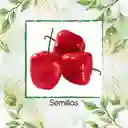 10 Semillas Orgánicas De Ají Roccoto